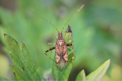 Phytocoris ulmi