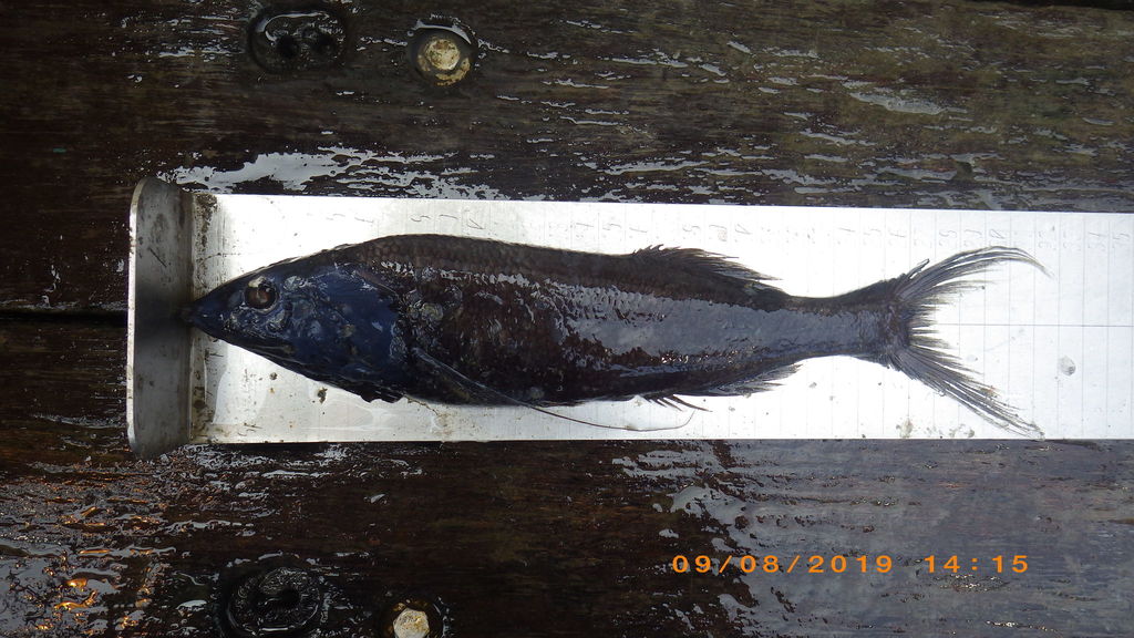 Threadfin Slickhead