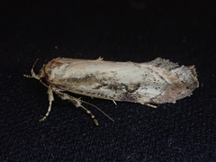 Atomotricha isogama