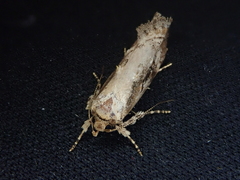 Atomotricha isogama