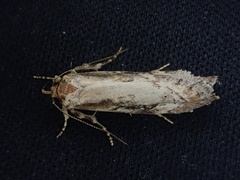 Atomotricha isogama