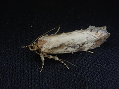Atomotricha isogama