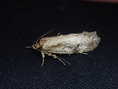 Atomotricha isogama