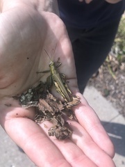 Melanoplus differentialis