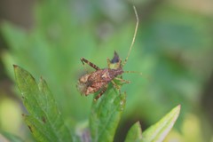 Phytocoris ulmi