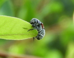 Megalostomis pyropyga