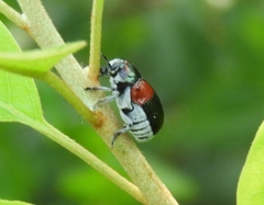 Megalostomis pyropyga