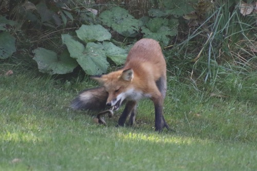 Red Fox photographed in Vermont