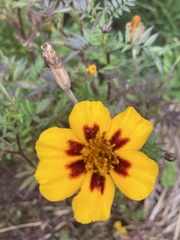 Tagetes lunulata