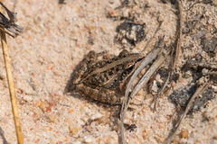 Ptychadena mossambica