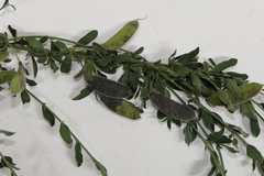 Cytisus commutatus
