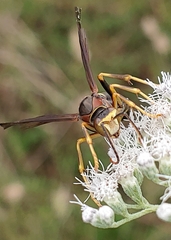 Polistes parametricus