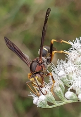 Polistes parametricus