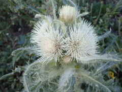 Cirsium hookerianum