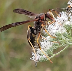 Polistes parametricus