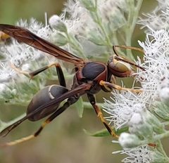 Polistes parametricus
