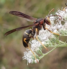 Polistes parametricus