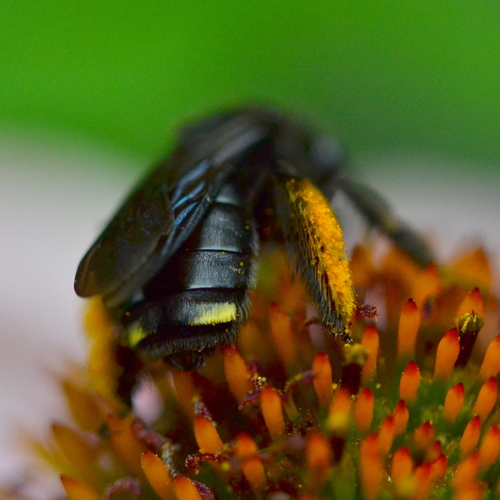 Two-spotted Longhorn Bee