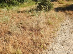 Rumex papillaris