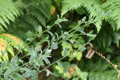 Cytisus commutatus