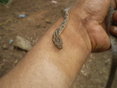 Leptodeira splendida
