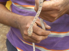 Leptodeira splendida