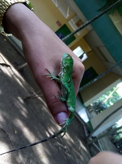 Iguana iguana