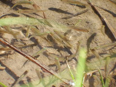 Richardsonius balteatus