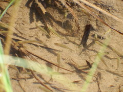 Richardsonius balteatus