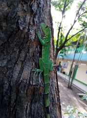 Iguana iguana