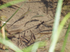 Richardsonius balteatus