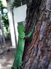 Iguana iguana