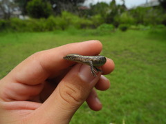 Cryptoblepharus poecilopleurus