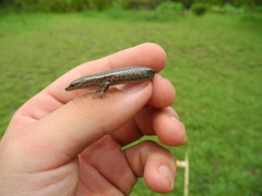 Cryptoblepharus poecilopleurus