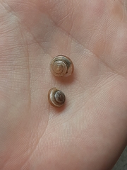 Praticolella griseola