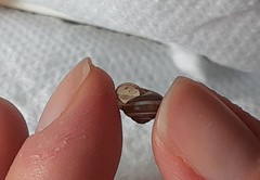 Praticolella griseola