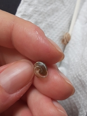 Praticolella griseola