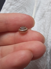 Praticolella griseola