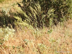 Rumex papillaris