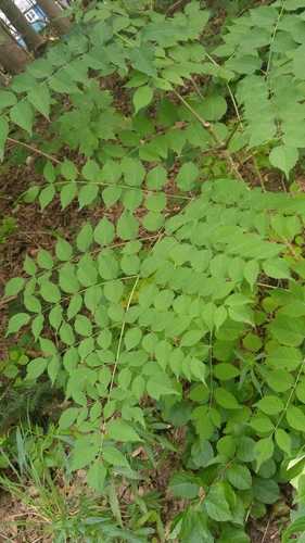 Japanese angelica tree