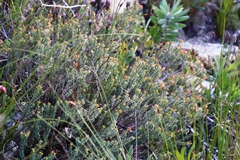 Penaea mucronata