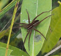 Dolomedes striatus