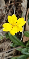 Viola nuttallii