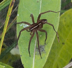 Dolomedes striatus