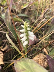 Spiranthes magnicamporum