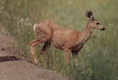 Odocoileus hemionus