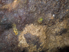 Entomobryoidea