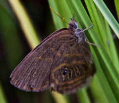 Neonympha areolatus