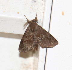 Apatelodidae