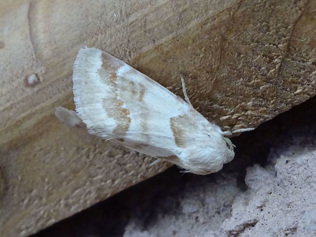 Schinia walsinghami